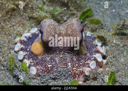 Poulpe de noix de coco ou poulpe veiné (Amphioctopus marginatus), Lembeh strait, Manado, Indonésie Banque D'Images