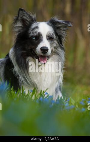 Chien Border collie couché dans un pré de printemps Banque D'Images