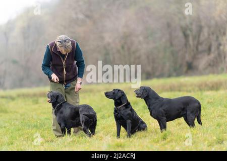 Chien d'entraînement et trois chiens Labrador Banque D'Images