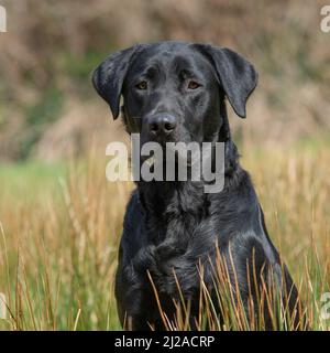 Labrador noir Banque D'Images