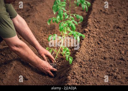 Agriculteur détenant une plante de tomate en serre, légumes biologiques locaux. Banque D'Images