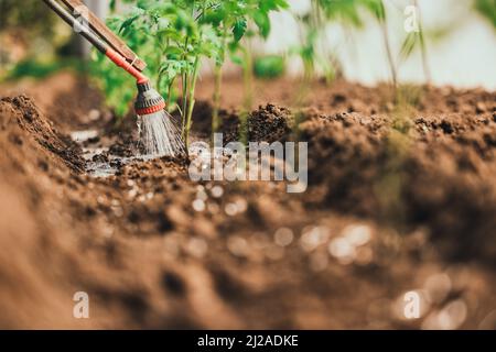 Fermier arroser la plante de tomate en serre, légumes biologiques maison. Banque D'Images