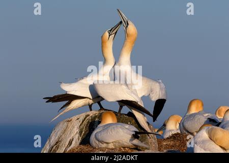 Northern Gannet, Morus bassanus, paire d'adultes en montre grand Saltee, Roi Mai Banque D'Images