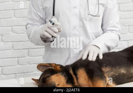 Gros plan d'un vétérinaire masculin en blouse de laboratoire et gants tenant la seringue avant de faire l'injection à un chiot endormi. Récolte de vétérinaire et pedicupidité chien obtenant la vaccination à la clinique vétérinaire. Concept des animaux healh. Banque D'Images