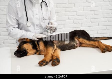 Culture de vétérinaire masculin en blouse de laboratoire et gants faisant l'injection avec la seringue pour dormir mignon chiot. Gros plan de pedigree petit chien obtenant la vaccination à la clinique vétérinaire. Concept de soins pour animaux de compagnie. Banque D'Images