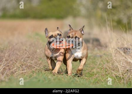 Deux chiens de Bulldog français jouent chercher avec le jouet volant de disque Banque D'Images