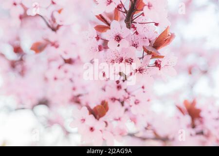 fleur de cerisier rose au printemps. Sakura fleurs rose flou de mise au point. Pommier en fleur, fond de printemps, tendresse des cosmétiques écologiques naturels. Banque D'Images