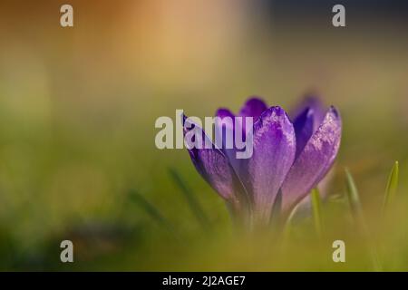 Photo de la faune de crocus dans l'herbe au début du printemps. Crocus au printemps avec un lever de soleil flou en arrière-plan. Fleurs de Crocus au coucher du soleil Banque D'Images