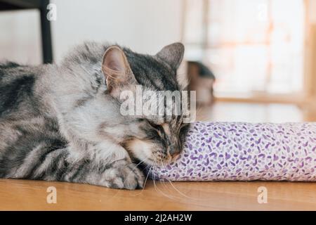 Valériane pour le chat: Intoxication végétale pour les tigres de maison. Le chat doux gris domestique joue et aime le sac en tissu avec valériane. Banque D'Images