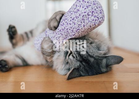 Valériane pour le chat: Intoxication végétale pour les tigres de maison. Le chat doux gris domestique joue et aime le sac en tissu avec valériane. Banque D'Images