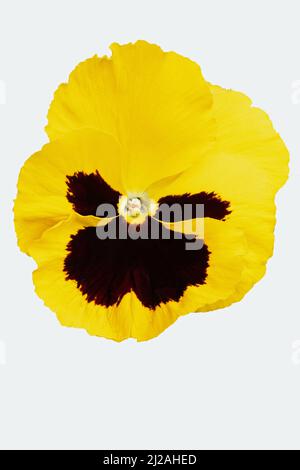 Pansy simple jaune noir Banque D'Images