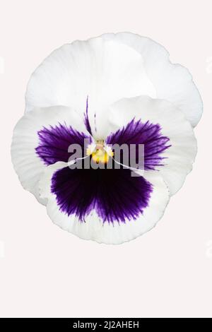 pansy blanc-violet Banque D'Images