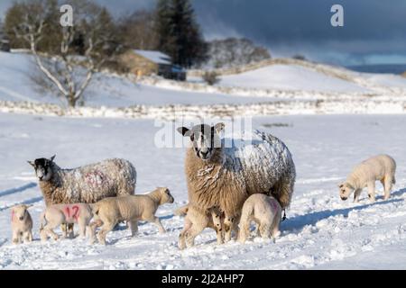 Météo - 31st mars 2022 - Hawes, North Yorkshire, Royaume-Uni. Les brebis mules avec agneaux semblent à la maison dans la neige près de Hawes dans le parc national de Yorkshire Dales, après qu'ils se sont réveillés à une couverture de la substance blanche. Crédit : Wayne HUTCHINSON/Alamy Live News Banque D'Images