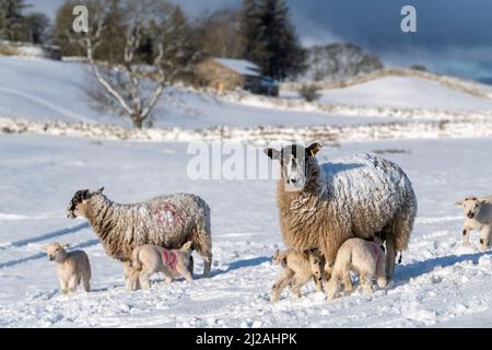 Météo - 31st mars 2022 - Hawes, North Yorkshire, Royaume-Uni. Les brebis mules avec agneaux semblent à la maison dans la neige près de Hawes dans le parc national de Yorkshire Dales, après qu'ils se sont réveillés à une couverture de la substance blanche. Crédit : Wayne HUTCHINSON/Alamy Live News Banque D'Images