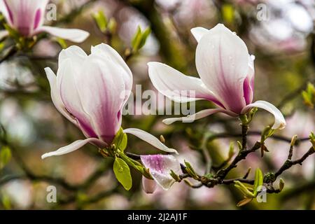 Le Magnolia fleurira sous la pluie Banque D'Images