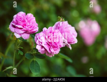 Doux foyer de fleurs roses pour l'été à la saison d'automne pour le jardin avec un fond flou. Banque D'Images