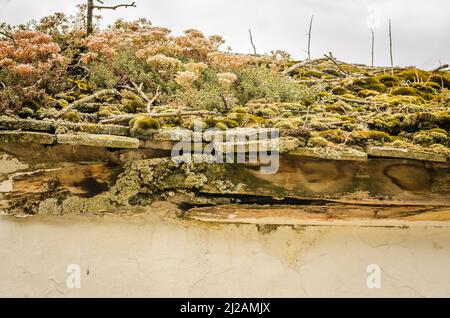 Le toit d'une ancienne maison abandonnée recouverte de mousse et de plantes de gardien. Banque D'Images