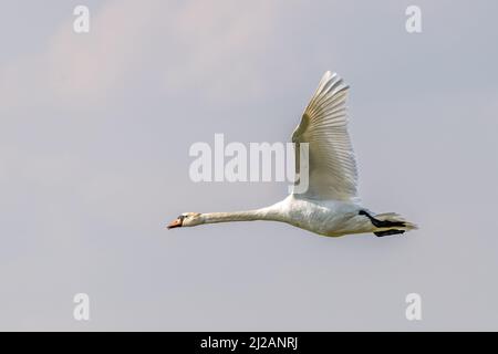 Muet cygne (Cygnus olor) en vol Banque D'Images