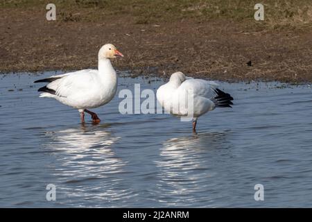 Snow Goose (Anser caerulescens) au Royaume-Uni Banque D'Images