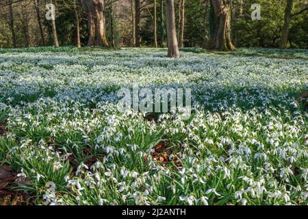 Un tapis de Snowdrops dans la forêt Banque D'Images