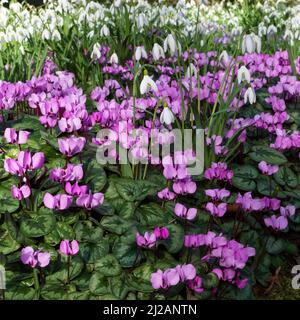 Cyclamen sauvage et Snowdrops au printemps Banque D'Images