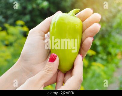 Le concept de jardinage et d'agriculture. Les mains d'une jeune femme tenant un poivron vert. Végétalien production alimentaire végétarienne de sa propre production. Banque D'Images