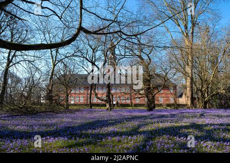 Crocus fleurira dans le parc du château à Husum dans le Schleswig-Holstein, Allemagne. Banque D'Images