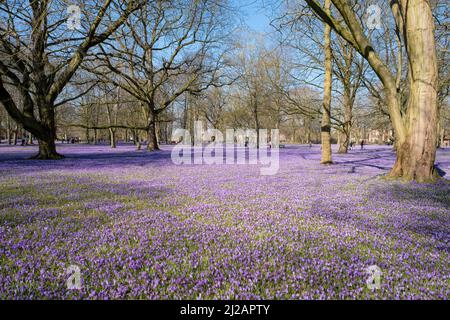 Crocus fleurira dans le parc du château à Husum dans le Schleswig-Holstein, Allemagne. Banque D'Images