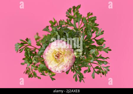 Deux fleurs de couleur crème et rose 'Ranunculus Asiaticus' sur fond rose Banque D'Images