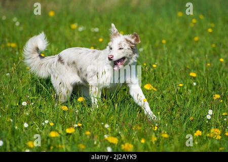 Jeune chien de la frontière dans un pré de printemps Banque D'Images