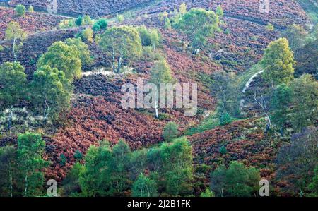 Piste de campagne serpentant à travers les bruyères de flanc de colline et les bouleaux d'argent tôt le matin sur la lande en automne Cannock Chase zone d'exceptionnel naturel B Banque D'Images