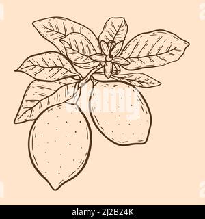 Citrons sur branche avec feuilles et fleurs illustration vintage. Gravure manuelle d'objet isolé aux agrumes. Fruits sur vecteur de branche Illustration de Vecteur