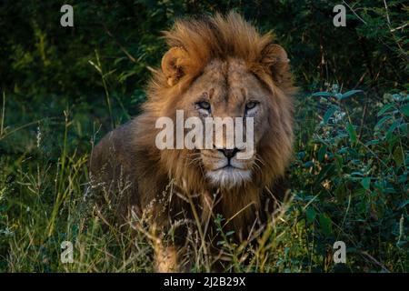 Lions dans le parc national Kruger Afrique du Sud, gros plan de la tête de lion mâle, grand lion mâle dans la brousse du Blue Canyon Conservancy en Afrique du Sud près de Kruger. Banque D'Images