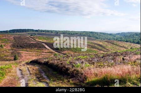 Des pistes à travers la lande sous le ciel d'été sur Cannock Chase Country Park AONB (région d'une beauté naturelle exceptionnelle) en juillet Staffordshire Englan Banque D'Images