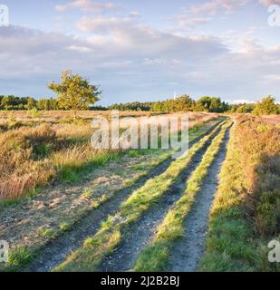Sentiers à travers les prairies aux tons chauds en été sur Cannock Chase Country Park AONB (région d'une beauté naturelle exceptionnelle) en juillet Staffordshire Angleterre Royaume-Uni Banque D'Images