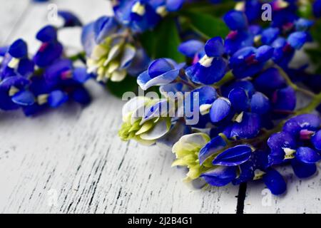 Bluebonnets sur fond de bois blanc avec espace de copie Banque D'Images