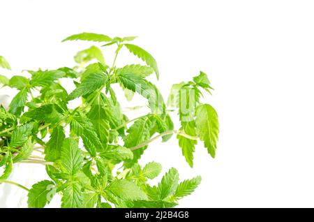 Jeunes plantes industrielles de chanvre, à la lumière du soleil, d'en haut. Microverts de chanvre prêts à consommer, pousses, pousses et semis de Cannabis ruderalis. Banque D'Images