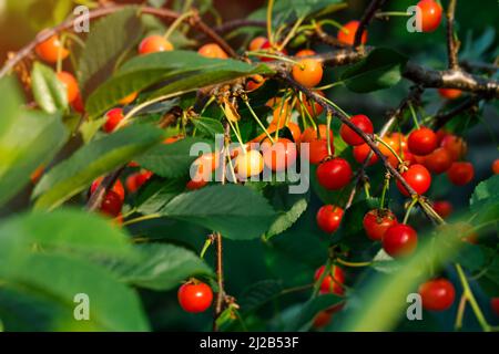 Cerises stella mûres ensoleillées accrochées à la branche de cerisier dans le verger de cerisier. Banque D'Images