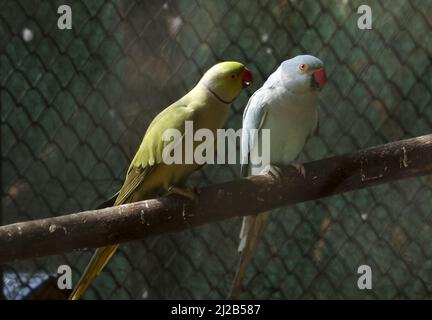 Les deux perroquets colorés perchés sur le tronc de l'arbre dans le zoo Banque D'Images