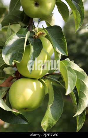 Verger de pomme : culture de pommes de dessert, pommes sur un pommier avant récolte Banque D'Images