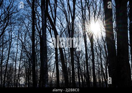 Coucher de soleil dans un parc forestier pendant une randonnée hivernale. Banque D'Images