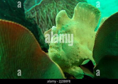 Gros plan d'un poisson-grenouille antennariidae se cachant dans les coraux de l'océan Indien Banque D'Images