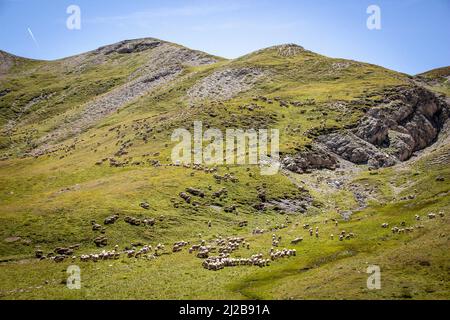 Queyras (sud-est de la France) : troupeau de moutons pendant la période estivale de pâturage dans les pâturages de montagne Banque D'Images