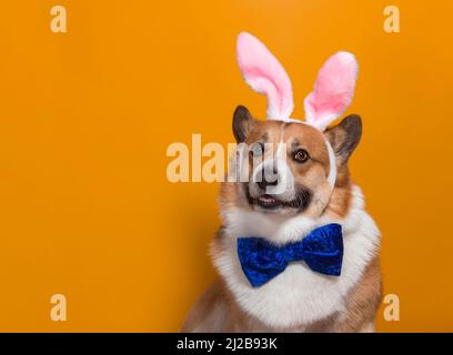 portrait d'un chien corgi de pembroke aux oreilles roses de lapin de pâques et d'un papillon bleu sur un fond isolé orange Banque D'Images