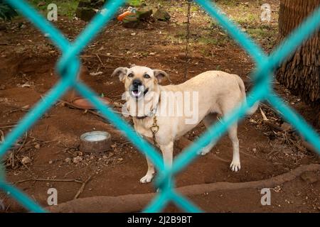 Chien enchaîné derrière des barres bleues à San Andres, Colombie Banque D'Images