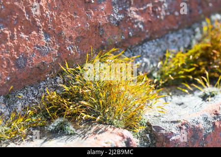 Mauer-Drehzahnmoos, dans den Fugen einer Mauer, Mauerdrehzahnmoos, Drehzahnmoos, Mauer-Drehzahn, Tortula muralis, Mousse Tortula, mousse murale à vis, Barbule Banque D'Images