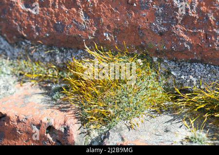 Mauer-Drehzahnmoos, in den Fugen einer Mauer, Ziegelsteinmauer, Mauerdrehzahnmoos, Drehzahnmoos, Mauer-Drehzahn, Tortula muralis, Tortula Moss, mur s Banque D'Images