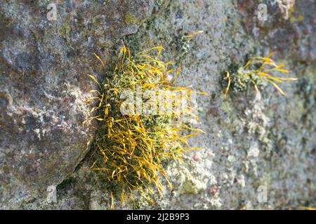 Mauer-Drehzahnmoos, dans den Fugen einer Mauer, Mauerdrehzahnmoos, Drehzahnmoos, Mauer-Drehzahn, Tortula muralis, Mousse Tortula, mousse murale à vis, Barbule Banque D'Images