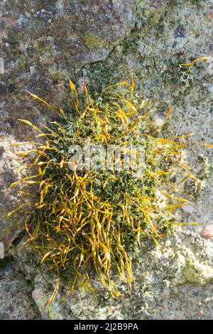 Mauer-Drehzahnmoos, dans den Fugen einer Mauer, Mauerdrehzahnmoos, Drehzahnmoos, Mauer-Drehzahn, Tortula muralis, Mousse Tortula, mousse murale à vis, Barbule Banque D'Images