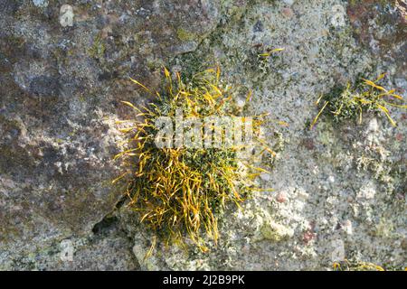 Mauer-Drehzahnmoos, dans den Fugen einer Mauer, Mauerdrehzahnmoos, Drehzahnmoos, Mauer-Drehzahn, Tortula muralis, Mousse Tortula, mousse murale à vis, Barbule Banque D'Images